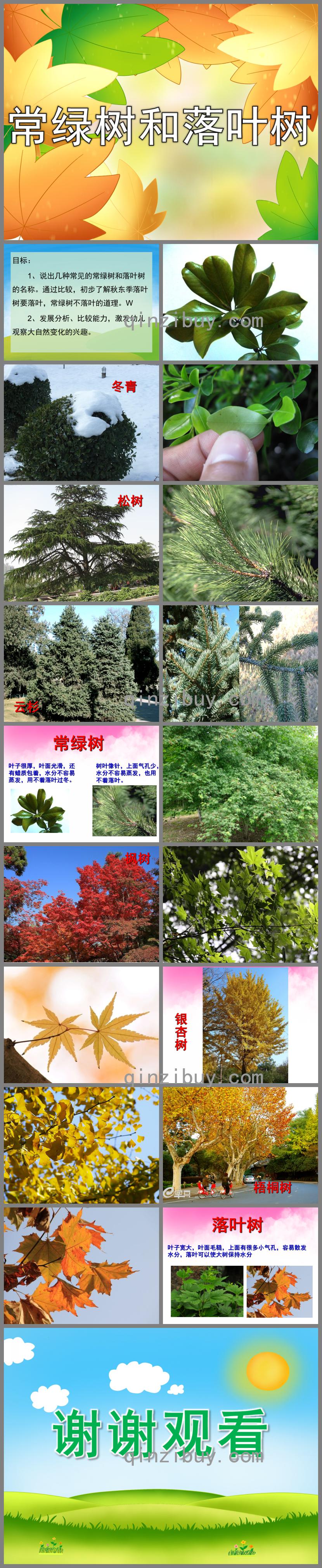 大班常綠樹和落葉樹PPT課件