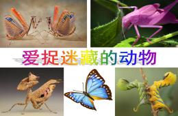 中班科學愛捉迷藏的動物PPT課件