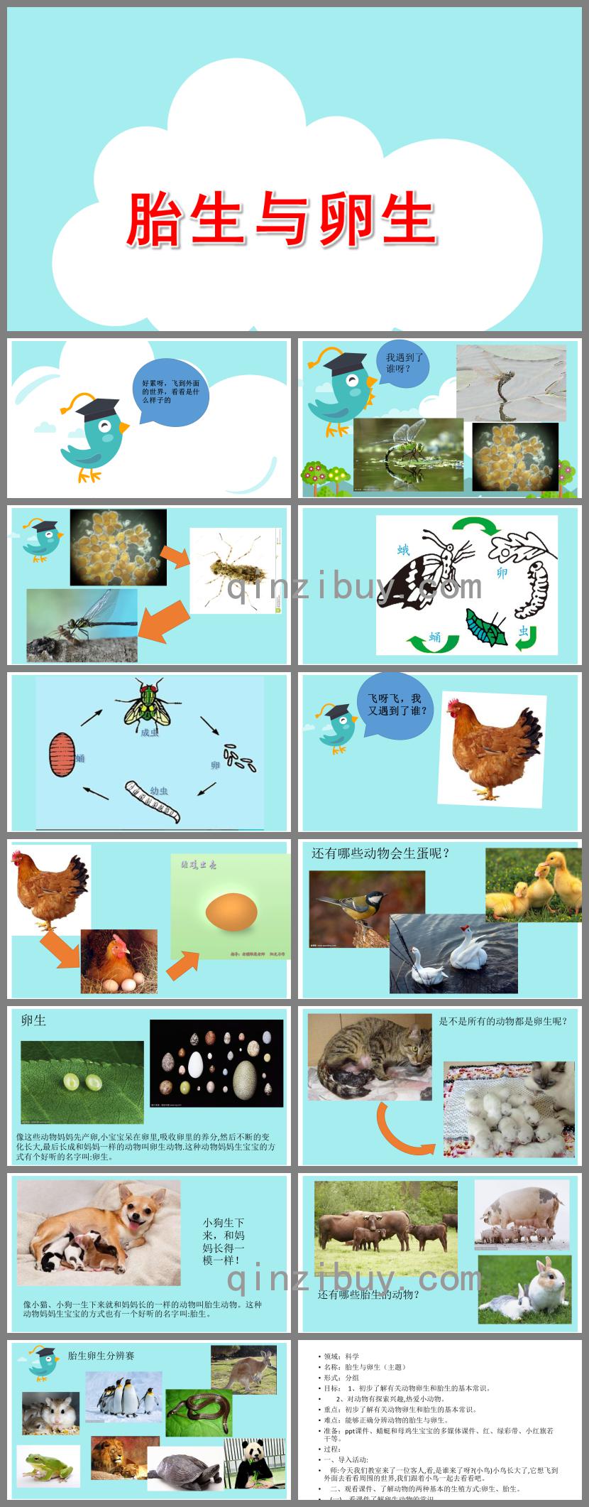大班科學(xué)卵生動(dòng)物與胎生動(dòng)物PPT課件
