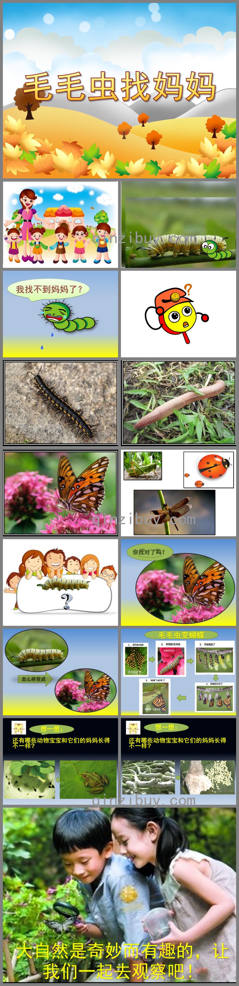 中班科學(xué)毛毛蟲找媽媽PPT課件
