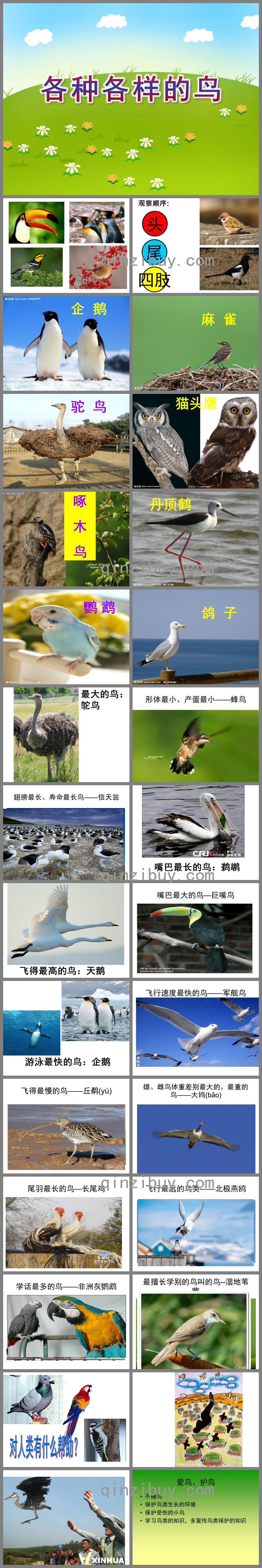 中班科學各種各樣的鳥PPT課件
