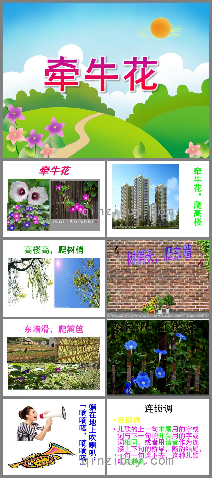 中班語言活動牽牛花PPT課件