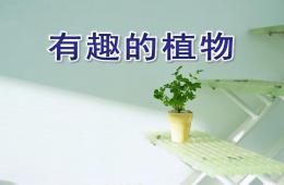 大班科學(xué)有趣的植物PPT課件