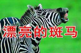 中班美術(shù)漂亮的斑馬PPT課件