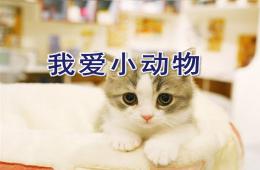 中班我愛小動物PPT課件