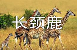幼兒園美術教學長頸鹿PPT課件