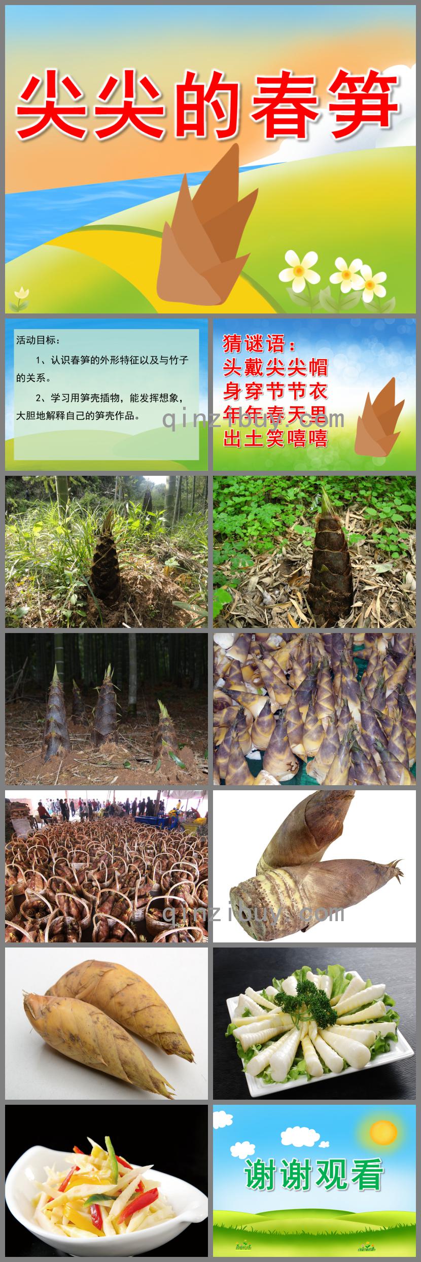 中班科學尖尖的春筍PPT課件