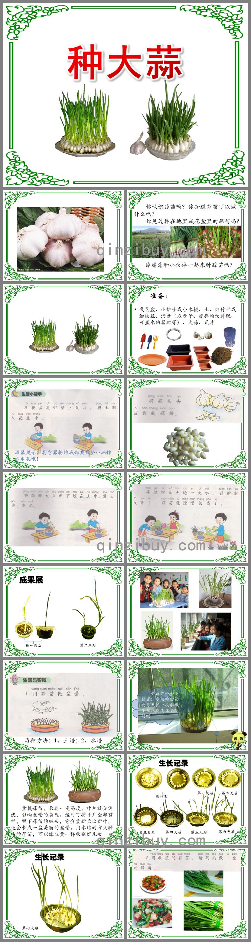 小班科學活動種大蒜PPT課件