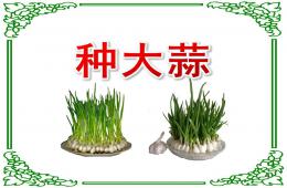 小班科學(xué)活動種大蒜PPT課件