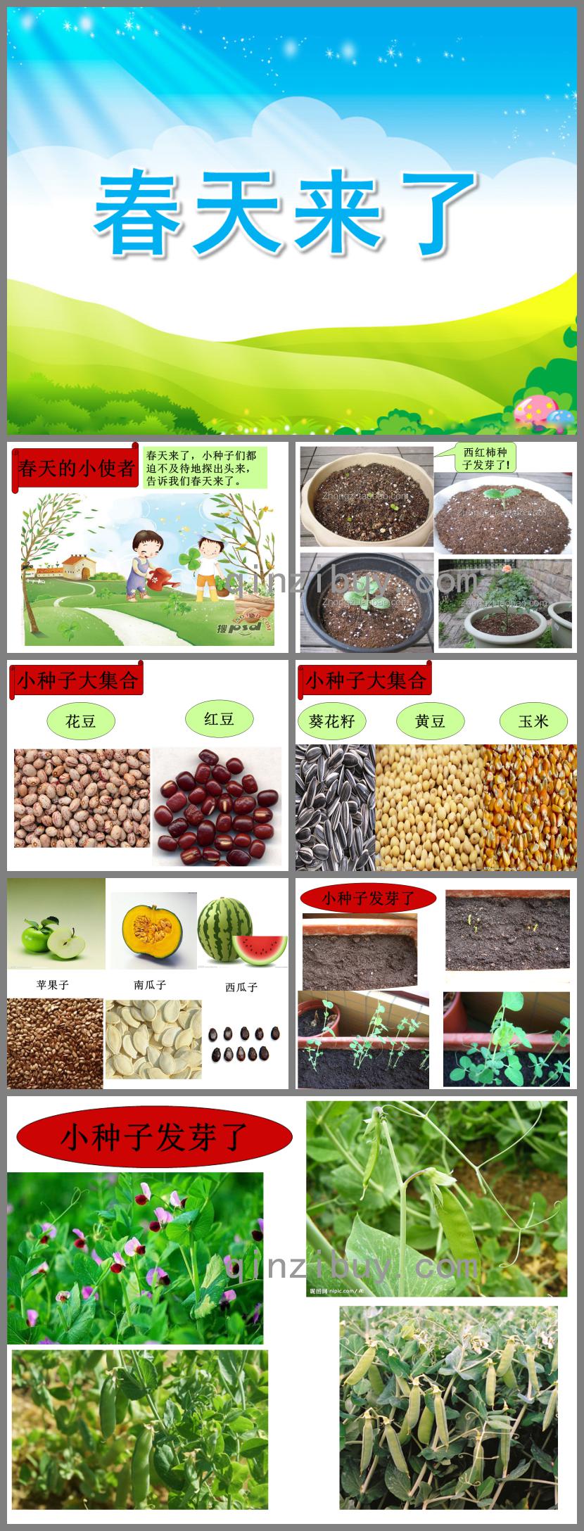幼兒園科學春天來了PPT課件