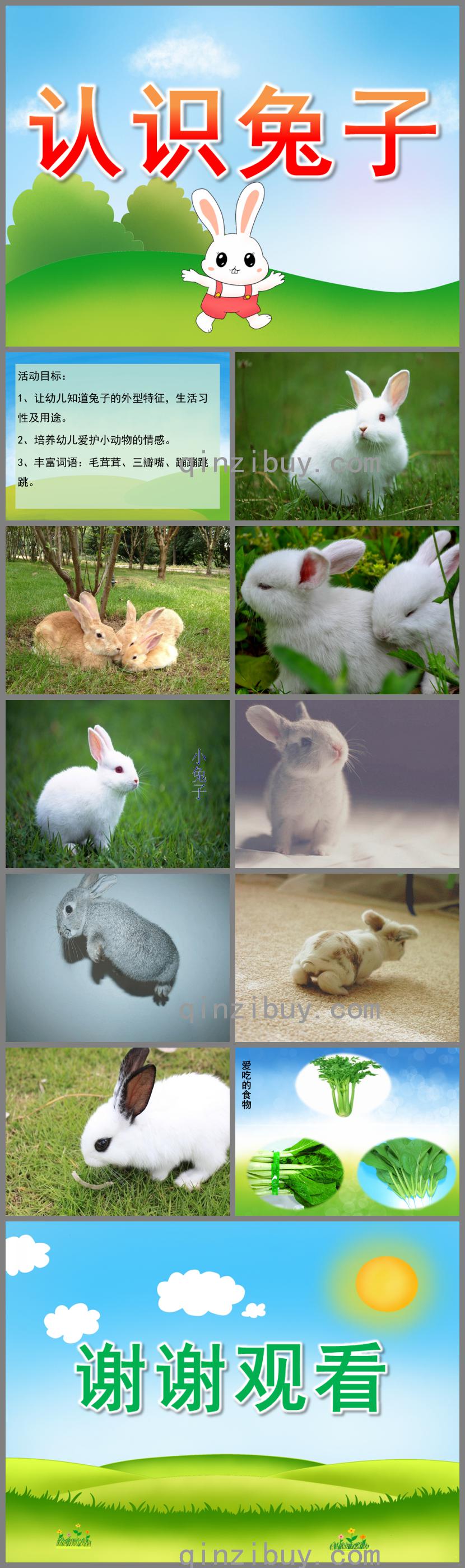 小班科學認識兔子PPT課件