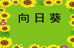 大班美術公開課向日葵PPT課件