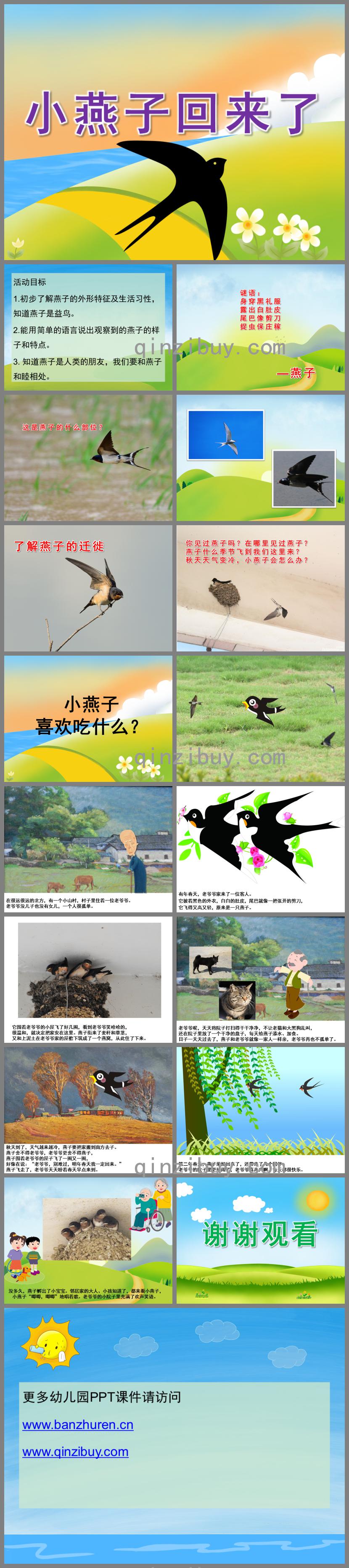 中班科學小燕子回來了PPT課件