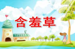 大班語言活動含羞草PPT課件配音音樂