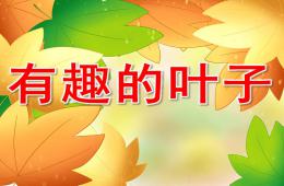 中班科學有趣的葉子PPT課件