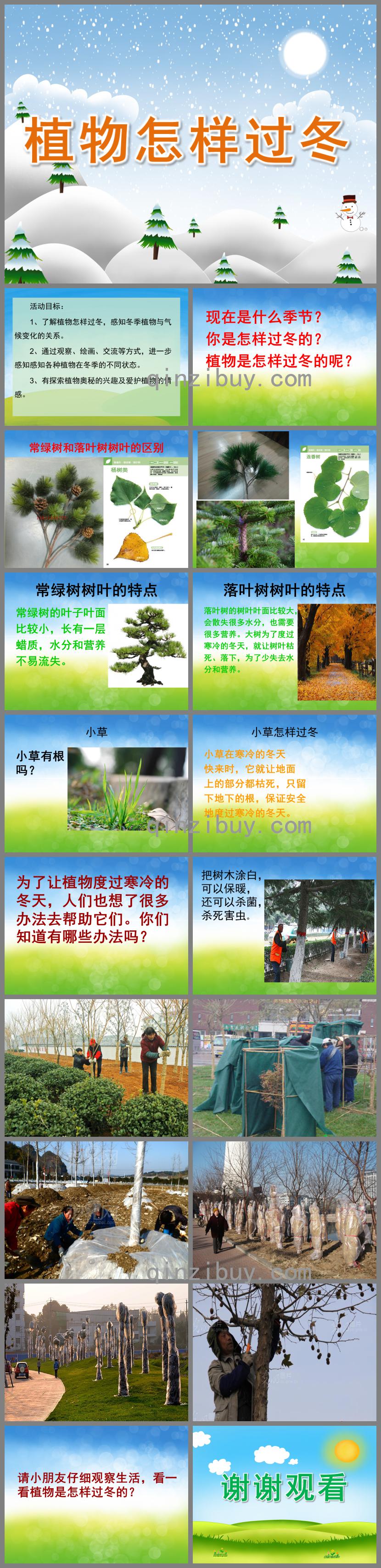 大班科學(xué)植物怎樣過冬PPT課件