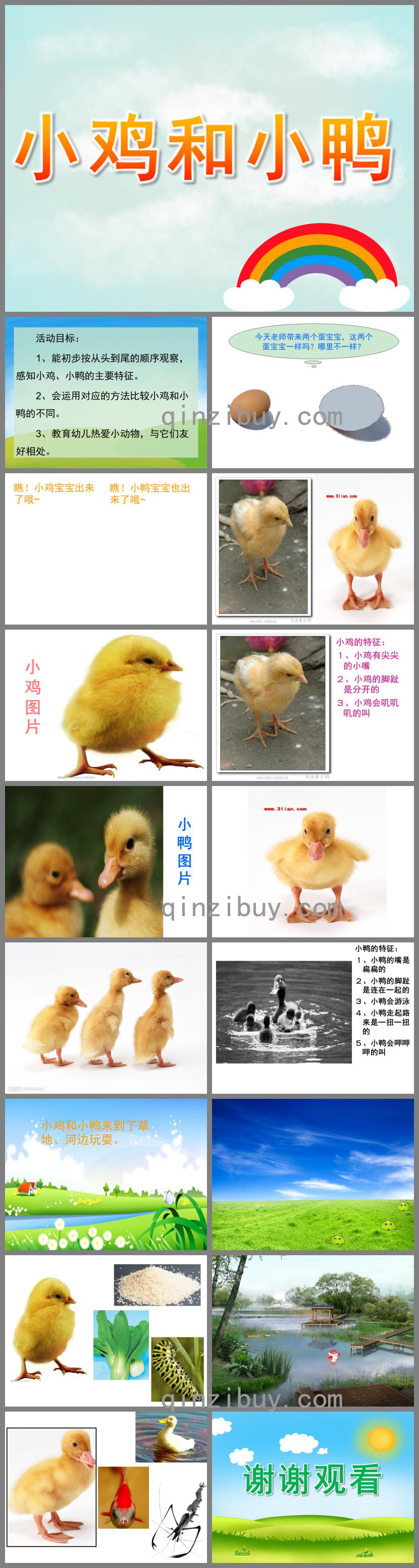 小班科學公開課小雞和小鴨PPT課件
