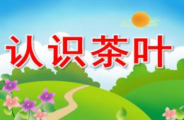 大班社會認識茶葉PPT課件