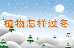 大班科學(xué)植物怎樣過冬PPT課件