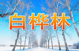 少兒美術白樺林PPT課件