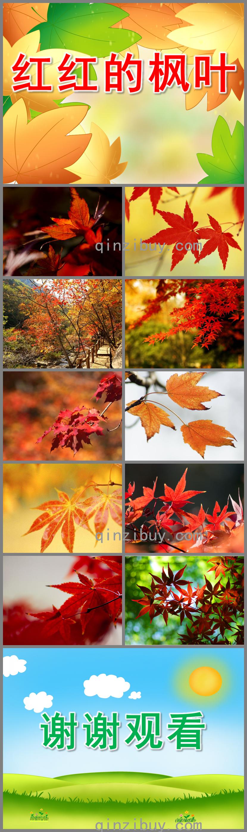 小班科學紅紅的楓葉PPT課件