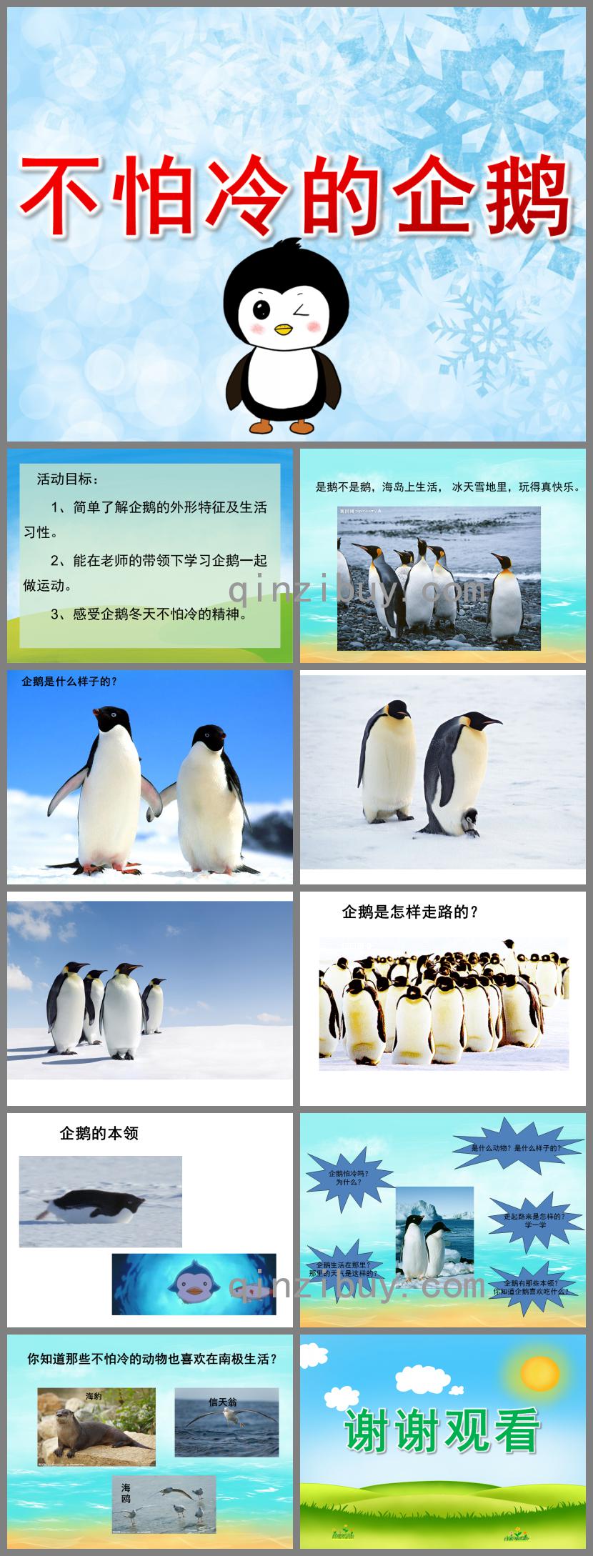 中班科學活動不怕冷的企鵝PPT課件