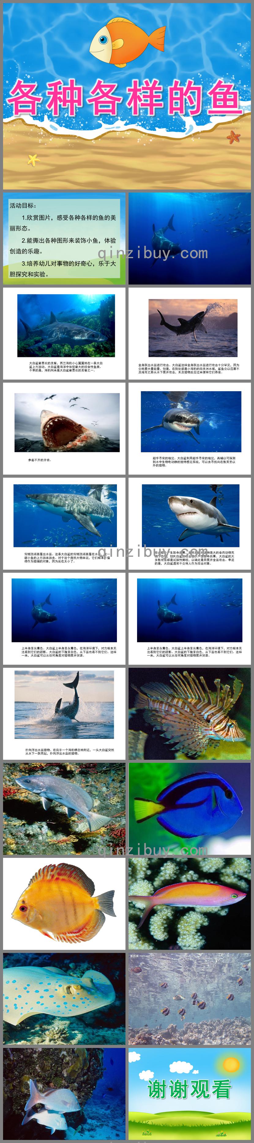 中班科學各種各樣的魚PPT課件
