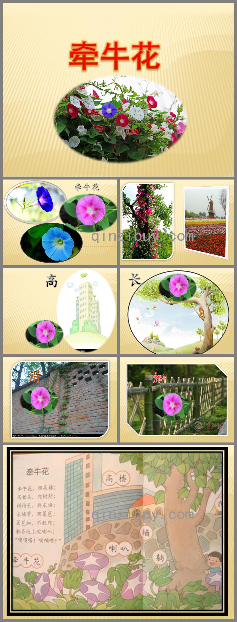 中班語(yǔ)言牽牛花PPT課件