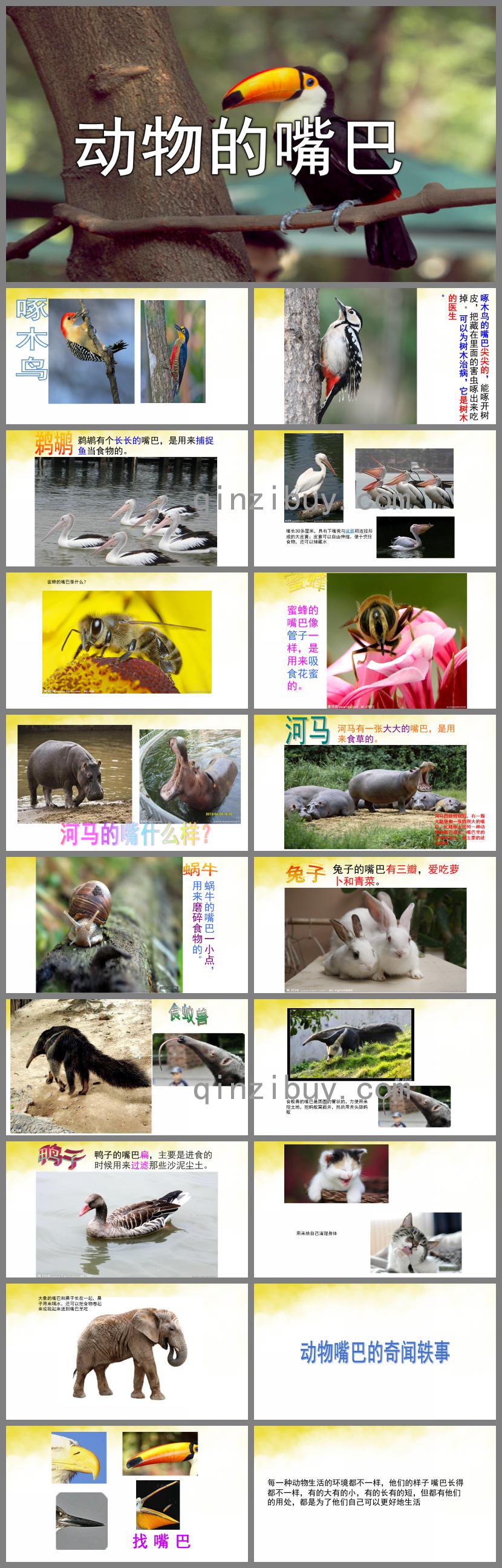 中班科學活動動物的嘴巴PPT課件