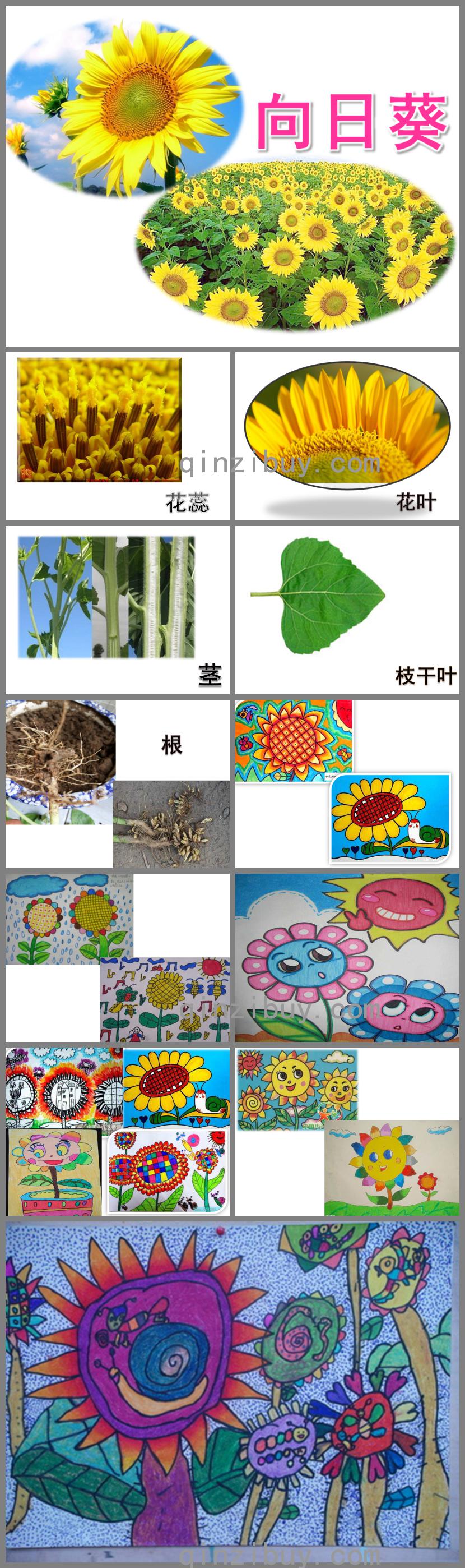 中班美術向日葵PPT課件