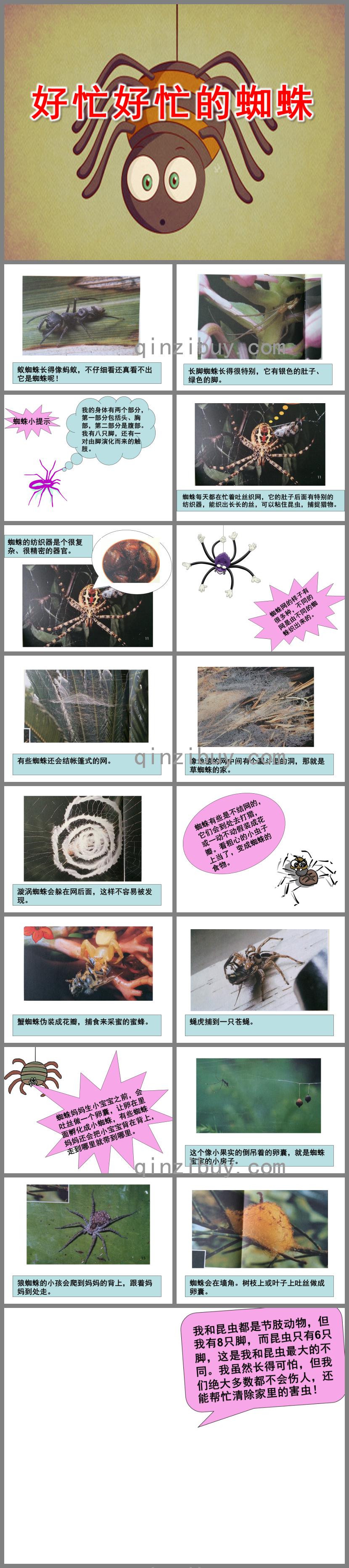 中班語言好忙好忙的蜘蛛PPT課件