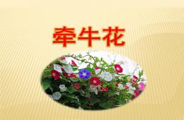 中班語言牽?；≒PT課件