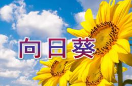 大班美術活動向日葵PPT課件