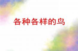 大班科學各種各樣的鳥PPT課件