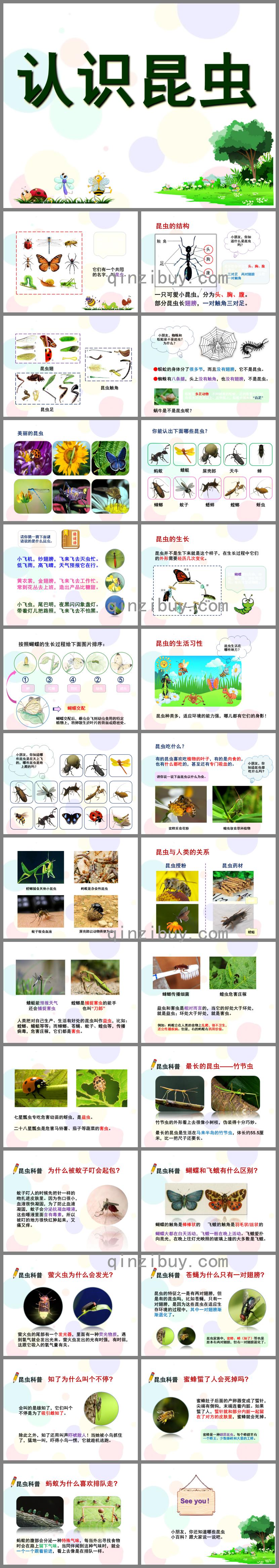 幼小銜接科學認識昆蟲PPT課件