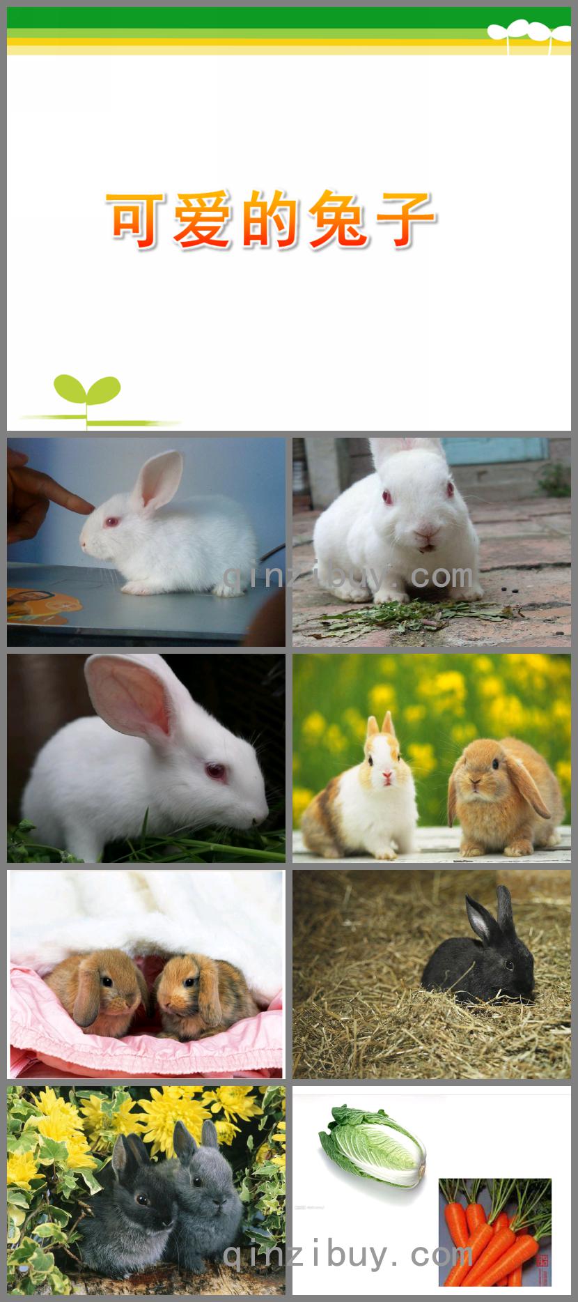 小班科學可愛的兔子PPT課件