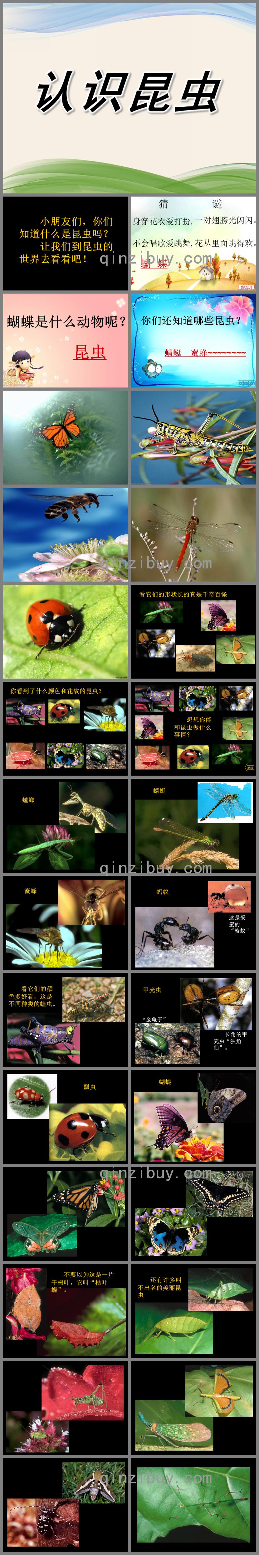 小班科學認識昆蟲PPT課件