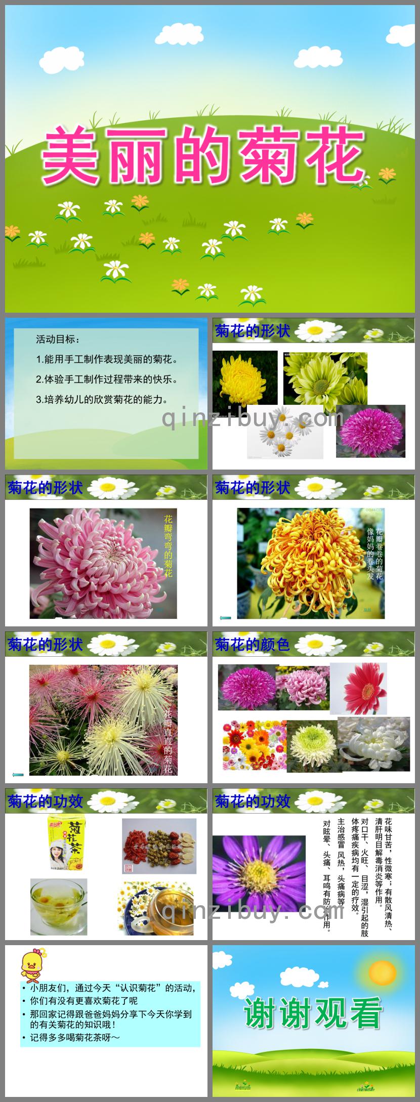 中班科學美麗的菊花PPT課件