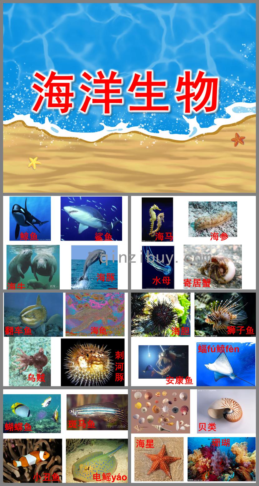中班科學海洋生物PPT課件
