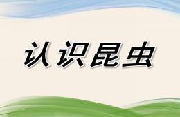 小班科學認識昆蟲PPT課件