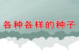 中班科學各種各樣的種子PPT課件