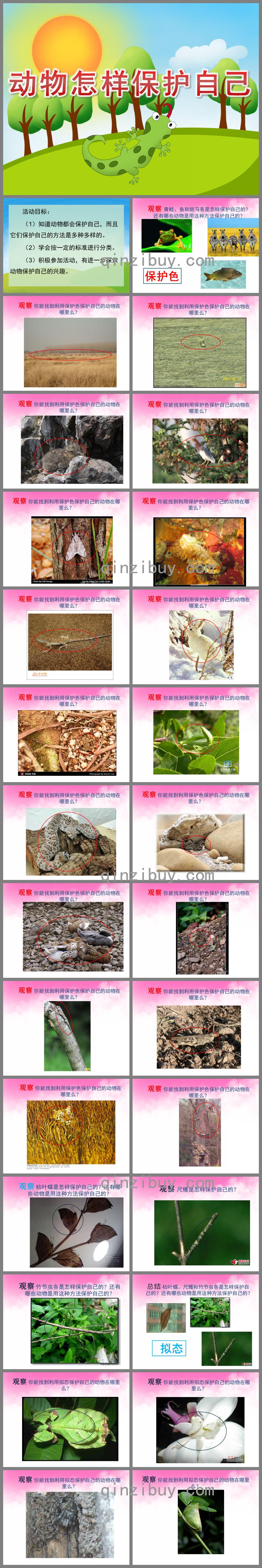 大班科學動物怎樣保護自己PPT課件