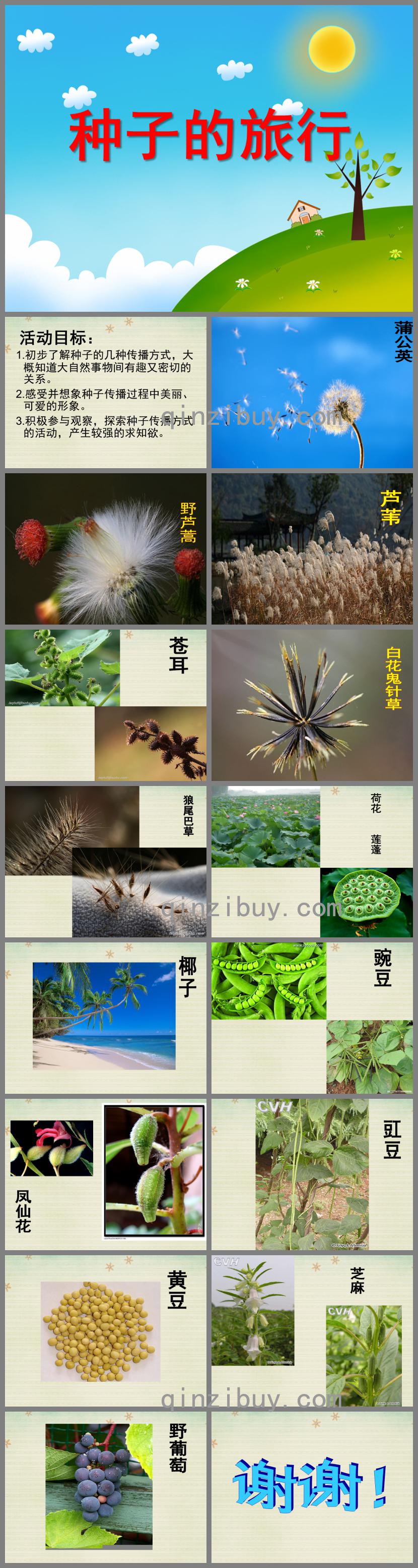 大班科學一顆種子的旅行PPT課件