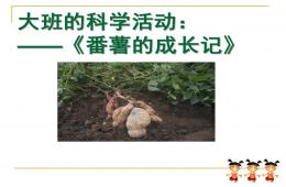 大班科學活動番薯成長記PPT課件
