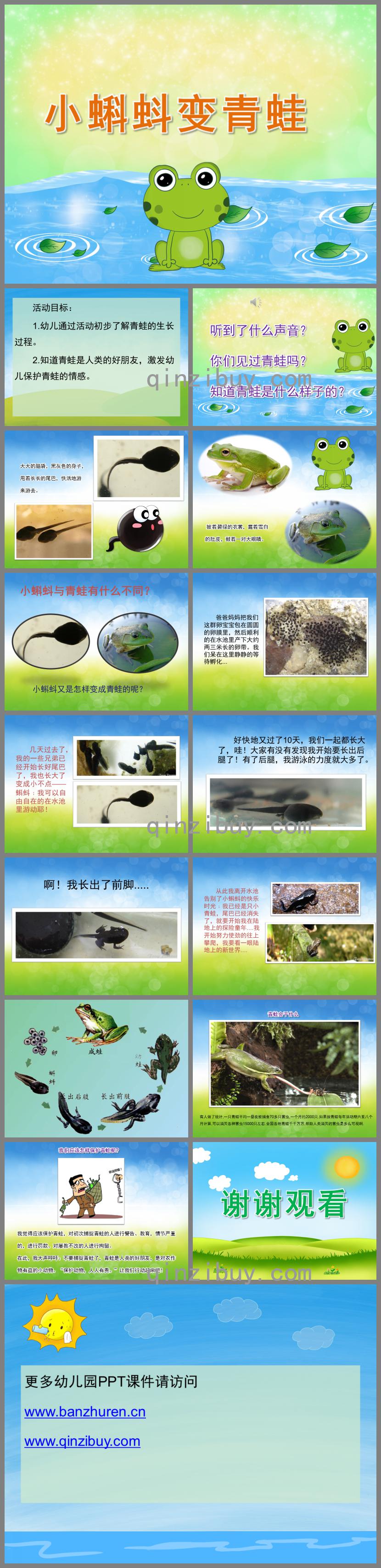中班科學小蝌蚪變青蛙PPT課件視頻