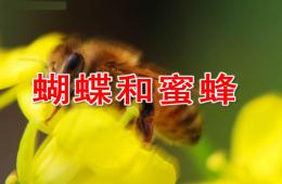 大班社會蝴蝶和蜜蜂PPT課件