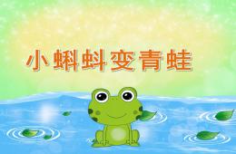 中班科學(xué)小蝌蚪變青蛙PPT課件視頻