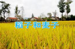 中班科學(xué)稻子和麥子PPT課件