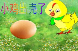 中班科學(xué)小雞出殼了PPT課件