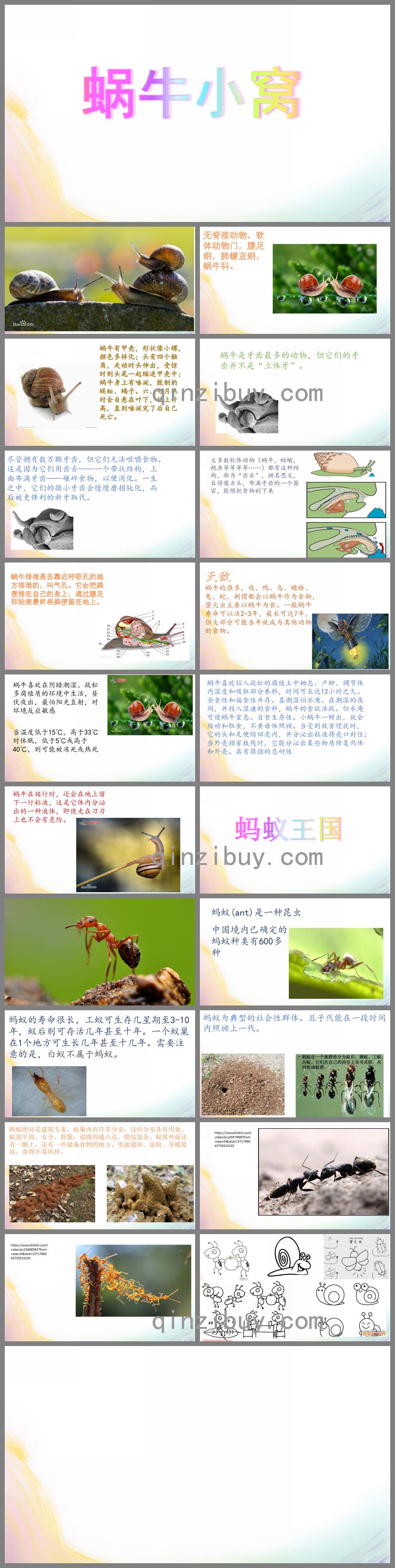 小班科學蝸牛螞蟻PPT課件